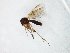  (Mycetophila occultans - TSZD-JKJ-105149)  @13 [ ] CreativeCommons - Attribution Non-Commercial Share-Alike (2019) Unspecified Tromsø University Museum
