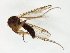  (Mycetophila subbrevitarsata - TSZD-JKJ-105351)  @11 [ ] CreativeCommons - Attribution Non-Commercial Share-Alike (2019) Unspecified Tromsø University Museum