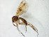  ( - TSZD-JKJ-105594)  @11 [ ] CreativeCommons - Attribution Non-Commercial Share-Alike (2019) Unspecified Tromsø University Museum