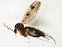  (Mycetophila setifera - TSZD-JKJ-105622)  @11 [ ] CreativeCommons - Attribution Non-Commercial Share-Alike (2019) Unspecified Tromsø University Museum