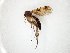  (Mycetophila schnablii - TSZD-JKJ-106520)  @11 [ ] CreativeCommons - Attribution Non-Commercial Share-Alike (2019) Unspecified Tromsø University Museum