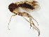  (Mycetophila JKJ-spL - TSZD-JKJ-106568)  @12 [ ] CreativeCommons - Attribution Non-Commercial Share-Alike (2019) Unspecified Tromsø University Museum