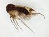  (Mycetophila JKJ-spG - TSZD-JKJ-106574)  @11 [ ] CreativeCommons - Attribution Non-Commercial Share-Alike (2019) Unspecified Tromsø University Museum