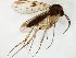  (Mycetophila JKJ-spH - TSZD-JKJ-106576)  @11 [ ] CreativeCommons - Attribution Non-Commercial Share-Alike (2019) Unspecified Tromsø University Museum