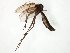  (Paratinia - TSZD-JKJ-106660)  @11 [ ] CreativeCommons - Attribution Non-Commercial Share-Alike (2019) Unspecified Tromsø University Museum
