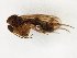  (Mycetophila spectabilis - TSZD-JKJ-107505)  @11 [ ] CreativeCommons - Attribution Non-Commercial Share-Alike (2019) Unspecified Tromsø University Museum