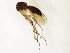  (Mycetophila sinuosa - TSZD-JKJ-107526)  @11 [ ] CreativeCommons - Attribution Non-Commercial Share-Alike (2019) Unspecified Tromsø University Museum