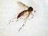  (Exechia spinuligera_JKJ-02 - TSZD-JKJ-107533)  @11 [ ] CreativeCommons - Attribution Non-Commercial Share-Alike (2019) Unspecified Tromsø University Museum