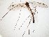  (Bolitophila ingrica - TSZD-JKJ-107681)  @11 [ ] CreativeCommons - Attribution Non-Commercial Share-Alike (2019) Unspecified Tromsø University Museum