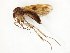  (Mycetophila vivida - TSZD-JKJ-107793)  @11 [ ] CreativeCommons - Attribution Non-Commercial Share-Alike (2019) Unspecified Tromsø University Museum