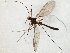  (Bolitophila obscurior - TSZD-JKJ-107807)  @11 [ ] CreativeCommons - Attribution Non-Commercial Share-Alike (2019) Unspecified Tromsø University Museum