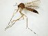  (Exechia seriata_JKJ-02 - TSZD-JKJ-107944)  @11 [ ] CreativeCommons - Attribution Non-Commercial Share-Alike (2019) Unspecified Tromsø University Museum