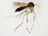  (Exechia JKJ-spM - TSZD-JKJ-107987)  @11 [ ] CreativeCommons - Attribution Non-Commercial Share-Alike (2019) Unspecified Tromsø University Museum