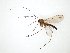  (Macrocera alpicola - TSZD-JKJ-111287)  @11 [ ] by-nc-sa (2020) Unspecified Tromsø University Museum