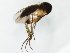  (Sceptonia fumipes_JKJ-05 - TSZD-JKJ-111311)  @11 [ ] by-nc-sa (2020) Unspecified Tromsø University Museum