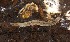  ( - TSZD-JKJ-112279)  @11 [ ] by-nc-sa (2022) Unspecified Tromsø University Museum