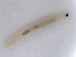 ( - TSZD-JKJ-112336)  @11 [ ] by-nc-sa (2022) Unspecified Tromsø University Museum