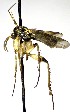 (Dynatosoma spDV_1 - TSZD-JKJ-112419)  @11 [ ] by-nc-sa (2021) Unspecified Forest Resarch Institute