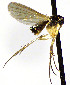  (Epicypta spDV_1 - TSZD-JKJ-112426)  @11 [ ] by-nc-sa (2021) Unspecified Forest Resarch Institute