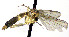  (Exechia pullata - TSZD-JKJ-112433)  @11 [ ] by-nc-sa (2021) Unspecified Forest Resarch Institute