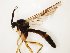  (Platyura nigricoxa - TSZD-JKJ-112523)  @11 [ ] by-nc-sa (2021) Unspecified Tromsø University Museum