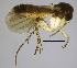  (Zygomyia setosa - TSZD-JKJ-112218)  @11 [ ] CreativeCommons - Attribution Share-Alike (2022) Olavi Kurina Estonian University of Life Sciences, Institute of Agricultural and Environmental Sciences