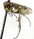  (Mycetophila caurina - TSZD-JKJ-112466)  @11 [ ] by-nc-sa (2022) Unspecified Forest Resarch Institute