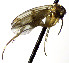  (Mycetophila lunata - TSZD-JKJ-112456)  @13 [ ] by-nc-sa (2022) Unspecified Forest Resarch Institute
