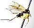  (Mycetophila montana - TSZD-JKJ-112457)  @11 [ ] by-nc-sa (2022) Unspecified Forest Resarch Institute