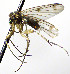  (Mycetophila nemorivaga - TSZD-JKJ-112458)  @11 [ ] by-nc-sa (2022) Unspecified Forest Resarch Institute