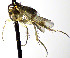  (Mycetophila ostentanea - TSZD-JKJ-112461)  @11 [ ] by-nc-sa (2022) Unspecified Forest Resarch Institute