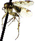  (Mycetophila plotnikovae - TSZD-JKJ-112462)  @11 [ ] by-nc-sa (2022) Unspecified Forest Resarch Institute