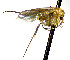  (Mycetophila spDV_1 - TSZD-JKJ-112465)  @11 [ ] by-nc-sa (2022) Unspecified Forest Resarch Institute