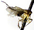  (Mycetophila vesca - TSZD-JKJ-112476)  @11 [ ] by-nc-sa (2022) Unspecified Forest Resarch Institute