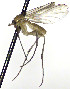  (Neoplatyura cognata - TSZD-JKJ-112494)  @11 [ ] by-nc-sa (2022) Unspecified Forest Resarch Institute