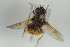  ( - NORSY467)  @11 [ ] CreativeCommons - Attribution Non-Commercial Share-Alike (2015) Arnstein Staverlokk Norwegian Institute of Nature Research