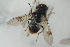  ( - NORSY468)  @13 [ ] CreativeCommons - Attribution Non-Commercial Share-Alike (2015) Arnstein Staverlokk Norwegian Institute of Nature Research