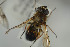  ( - NORSY470)  @11 [ ] CreativeCommons - Attribution Non-Commercial Share-Alike (2015) Arnstein Staverlokk Norwegian Institute of Nature Research