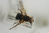  ( - NORSY494)  @11 [ ] CreativeCommons - Attribution Non-Commercial Share-Alike (2015) Arnstein Staverlokk Norwegian Institute of Nature Research