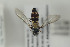  (Melangyna ericarum - NORSY517)  @11 [ ] CreativeCommons - Attribution Non-Commercial Share-Alike (2015) Arnstein Staverlokk Norwegian Institute of Nature Research