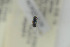  ( - NORSY529)  @12 [ ] CreativeCommons - Attribution Non-Commercial Share-Alike (2015) Arnstein Staverlokk Norwegian Institute of Nature Research