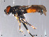  ( - NorSy105)  @13 [ ] CreativeCommons - Attribution Non-Commercial Share-Alike (2012) NTNU Museum of Natural History and Archaeology NTNU Museum of Natural History and Archaeology