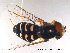  (Scaeva selenitica - NorSy108)  @13 [ ] CreativeCommons - Attribution Non-Commercial Share-Alike (2012) NTNU Museum of Natural History and Archaeology NTNU Museum of Natural History and Archaeology