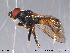  ( - NorSy113)  @13 [ ] CreativeCommons - Attribution Non-Commercial Share-Alike (2012) NTNU Museum of Natural History and Archaeology NTNU Museum of Natural History and Archaeology