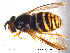  ( - NorSy122)  @13 [ ] CreativeCommons - Attribution Non-Commercial Share-Alike (2012) NTNU Museum of Natural History and Archaeology NTNU Museum of Natural History and Archaeology