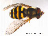  ( - NorSy125)  @13 [ ] CreativeCommons - Attribution Non-Commercial Share-Alike (2012) NTNU Museum of Natural History and Archaeology NTNU Museum of Natural History and Archaeology