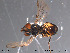  ( - NorSy132)  @12 [ ] CreativeCommons - Attribution Non-Commercial Share-Alike (2012) NTNU Museum of Natural History and Archaeology NTNU Museum of Natural History and Archaeology