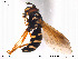  ( - NorSy154)  @13 [ ] CreativeCommons - Attribution Non-Commercial Share-Alike (2012) NTNU Museum of Natural History and Archaeology NTNU Museum of Natural History and Archaeology
