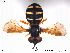  ( - NorSy155)  @13 [ ] CreativeCommons - Attribution Non-Commercial Share-Alike (2012) NTNU Museum of Natural History and Archaeology NTNU Museum of Natural History and Archaeology