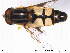  ( - NorSy171)  @13 [ ] CreativeCommons - Attribution Non-Commercial Share-Alike (2012) NTNU Museum of Natural History and Archaeology NTNU Museum of Natural History and Archaeology